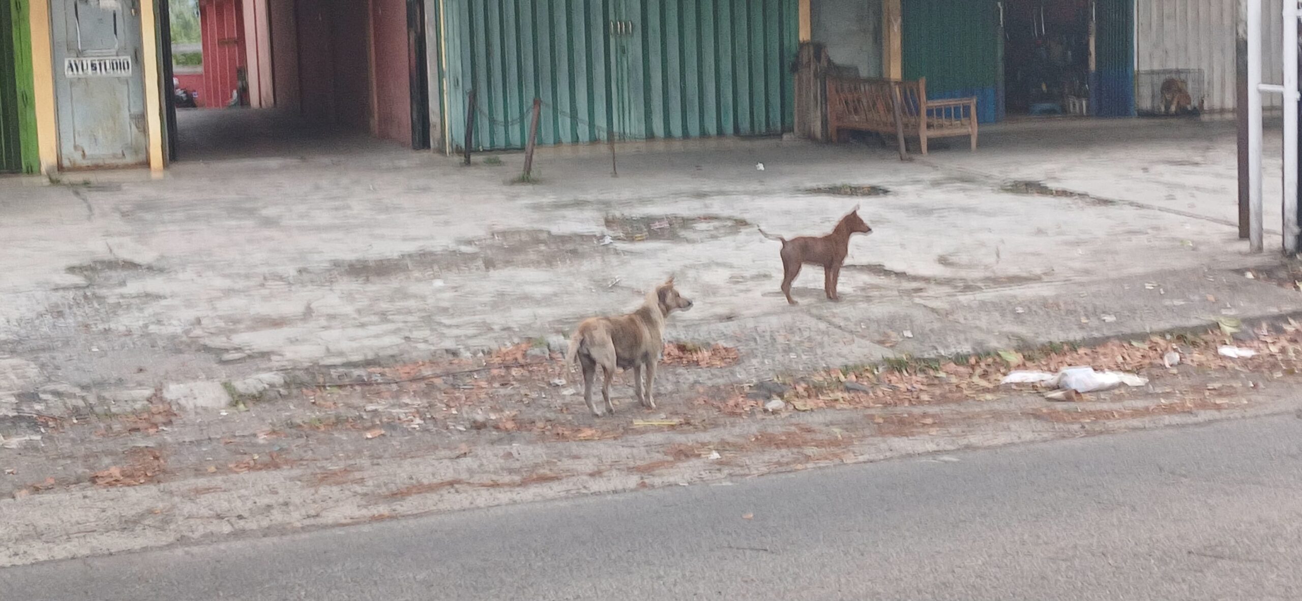 gigitan hewan pembawa rabies